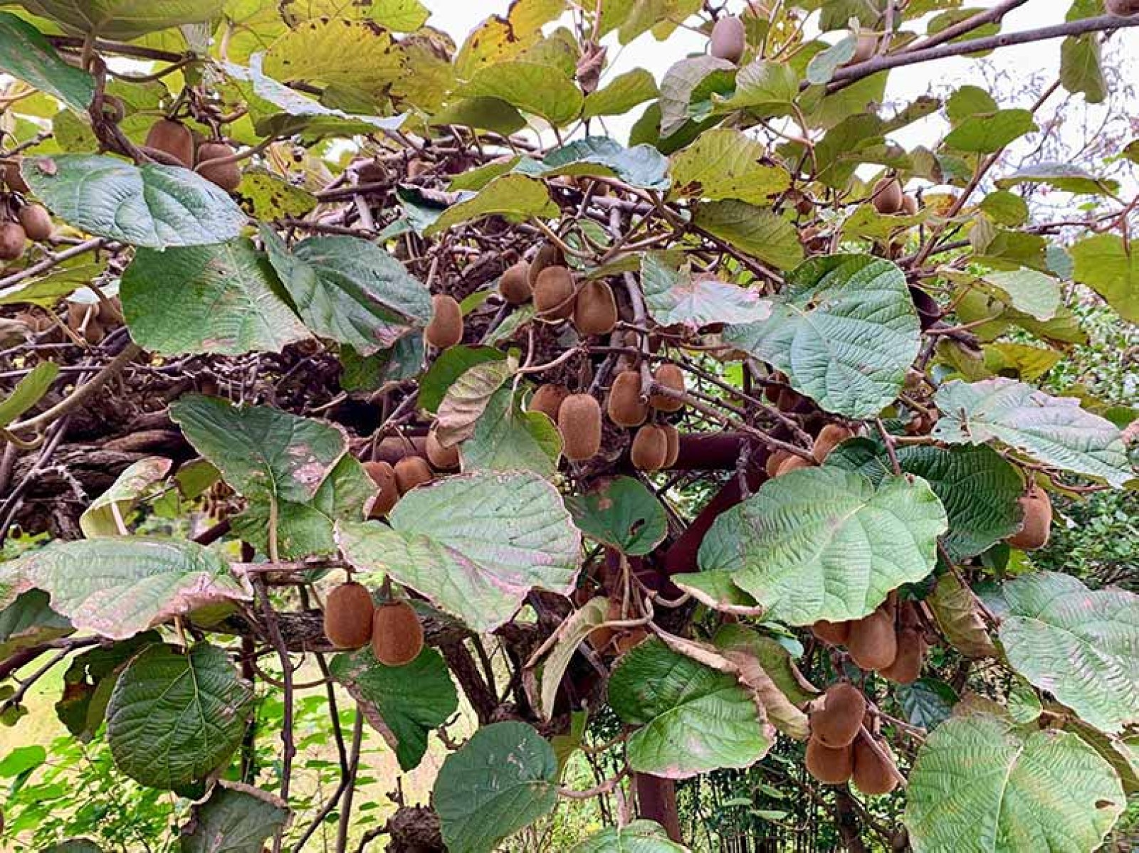 裏庭のキウイが今年も実りました！のキャッチ画像